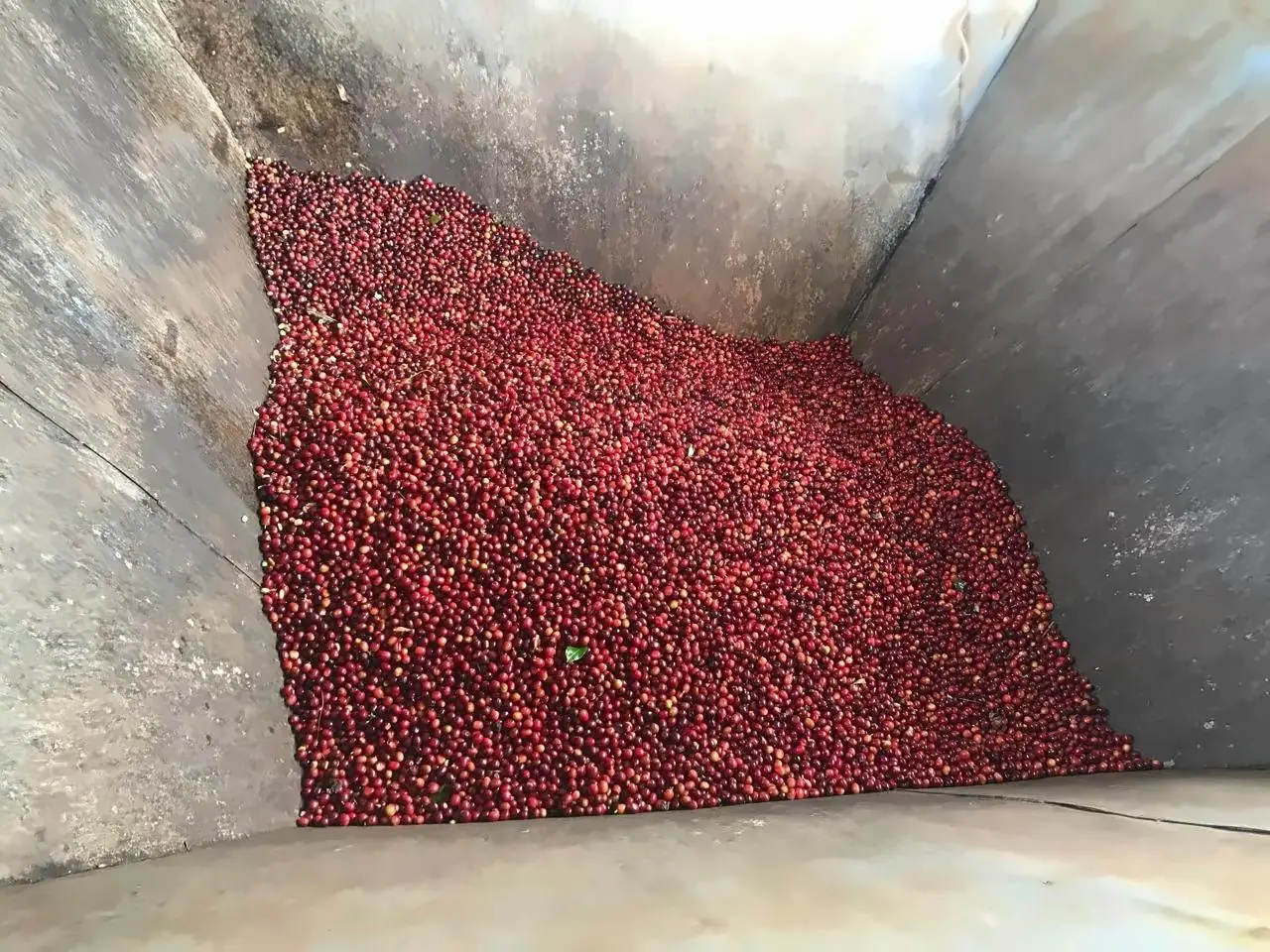 Freshly picked ripe red coffee cherries