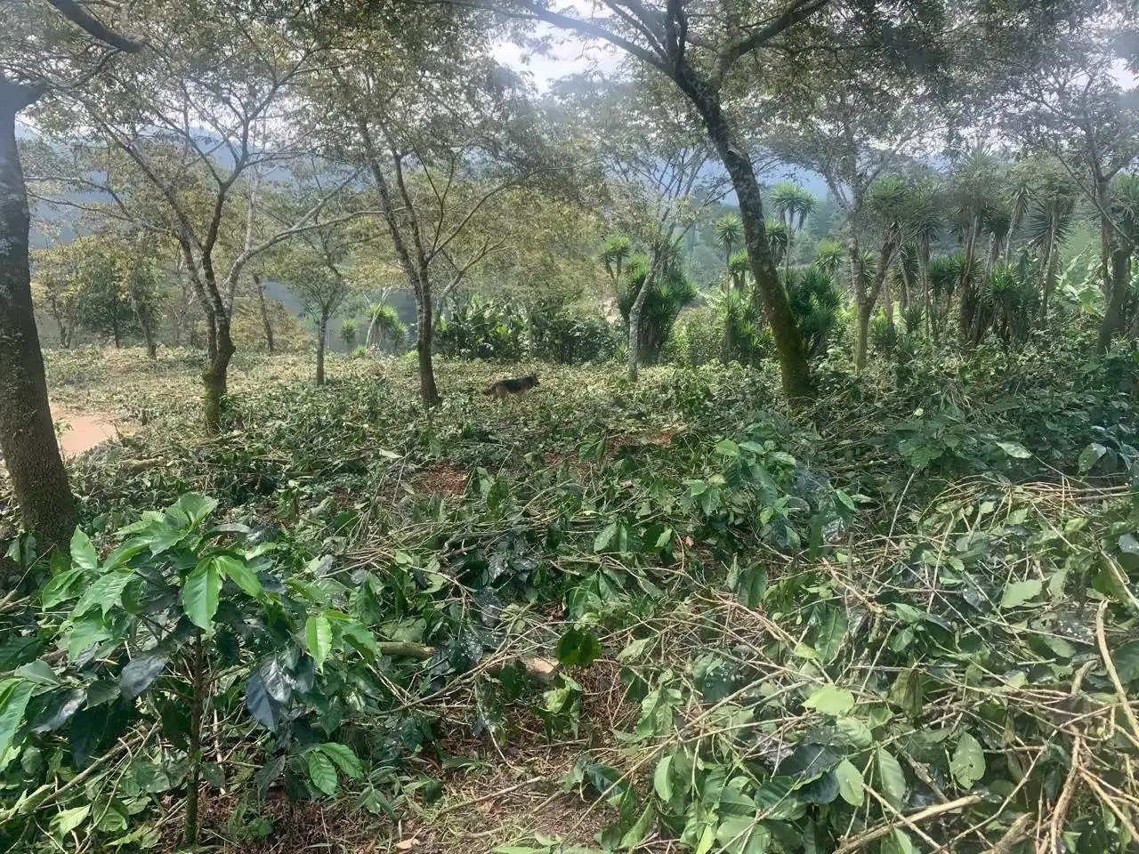 Rows of coffee trees under shade at Finca Doble Vía