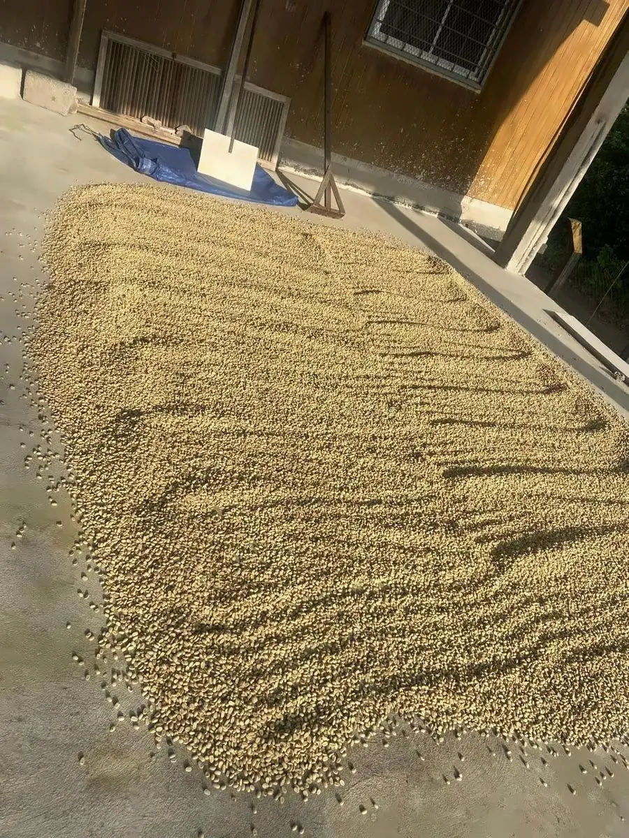 Coffee beans raked into rows to dry in the sun