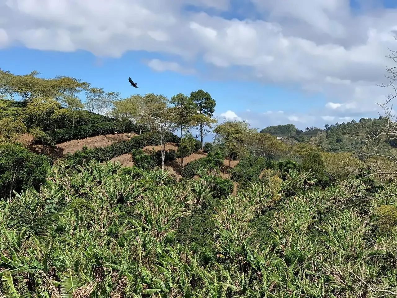Sunny panorama over the coffee farm and surrounding mountains