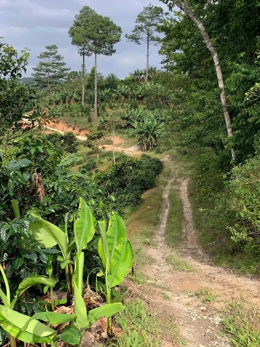 Dirt track winding between coffee trees and banana plants