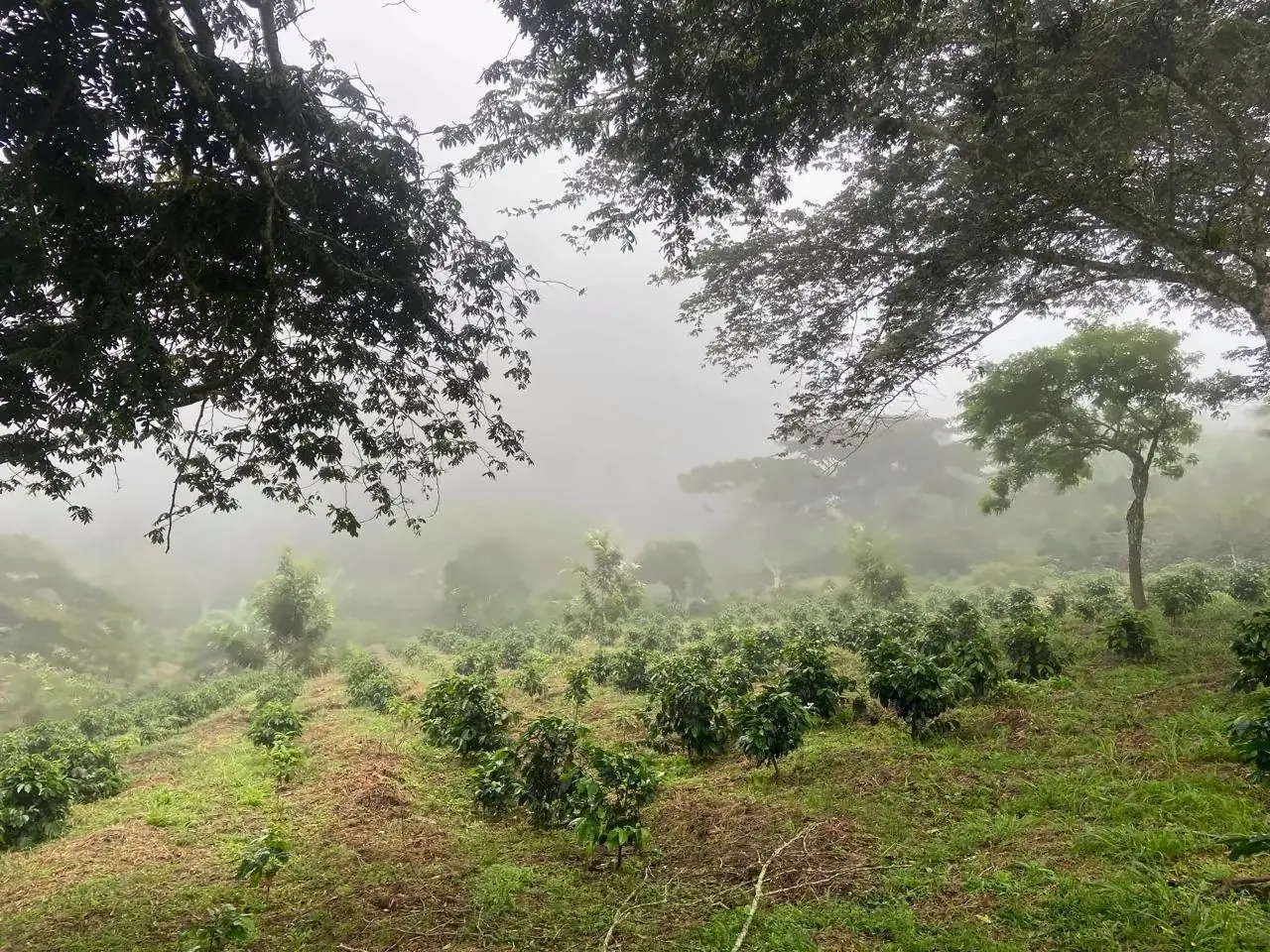 Coffee trees on a misty hillside at Finca Doble Vía, Lempira, Honduras