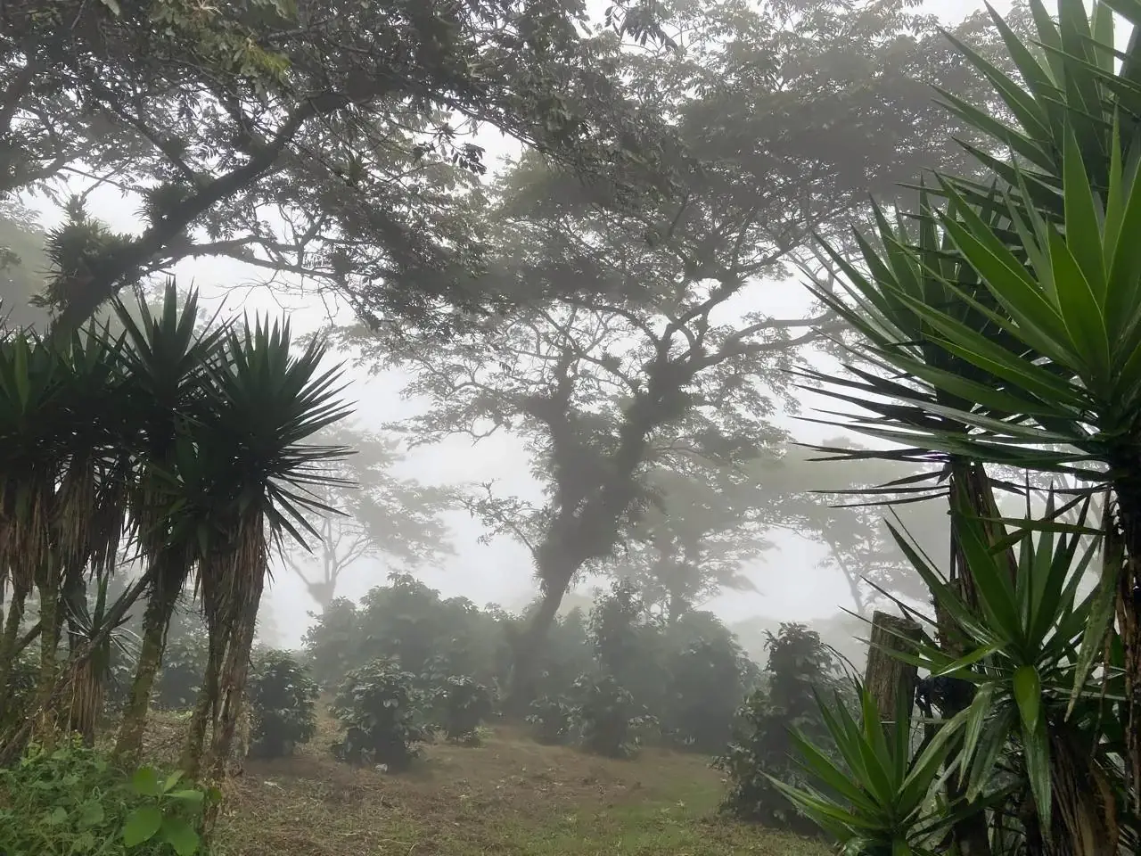 Morning mist among shade trees and coffee plants