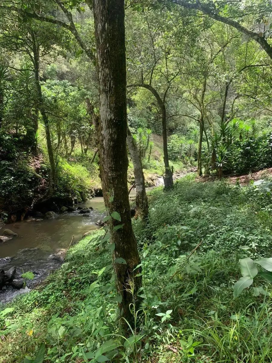River running through the farm under tall trees